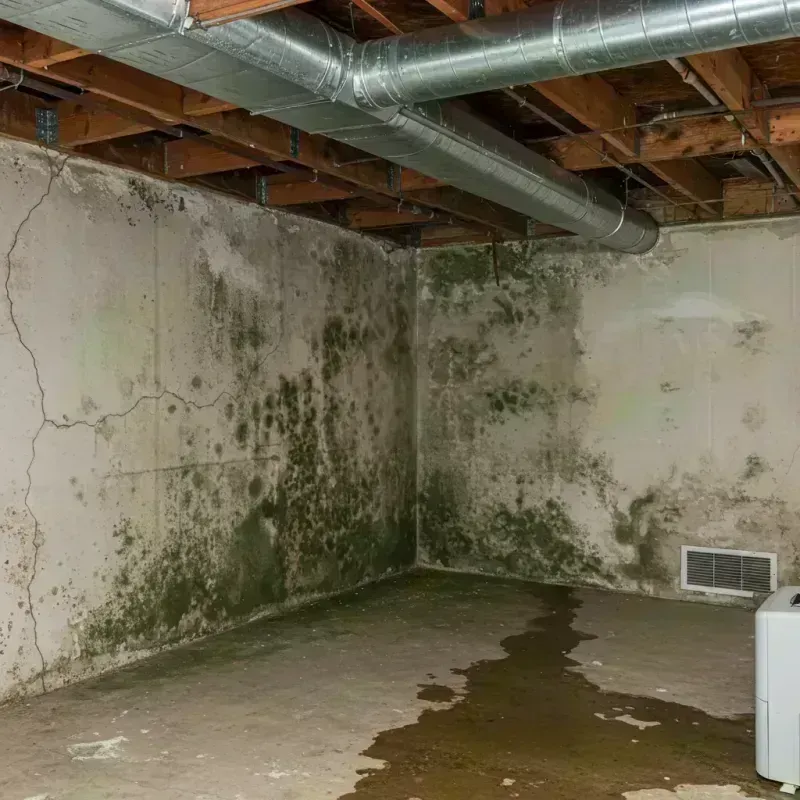 Professional Mold Removal in Herrin, IL